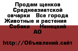 Продам щенков Среднеазиатской овчарки - Все города Животные и растения » Собаки   . Ненецкий АО